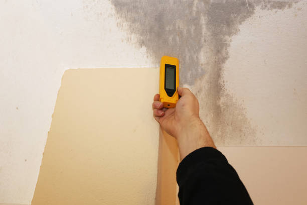 Best Water Damage & Mold Remediation  in , MI