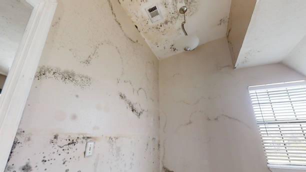 Best Real Estate Mold Inspection  in , MI