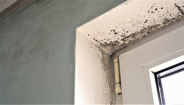 Best Airborne Mold Testing  in , MI