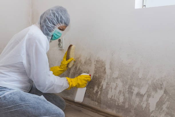 Best Biohazard Mold Removal  in , MI