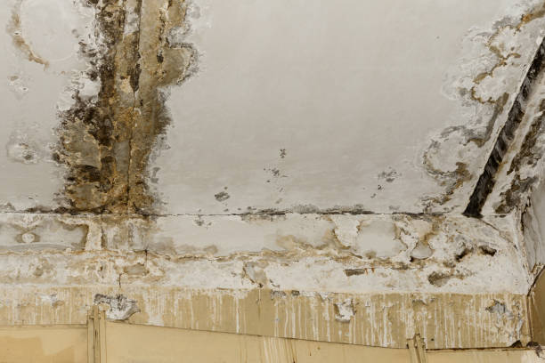  , MI Mold Removal Pros