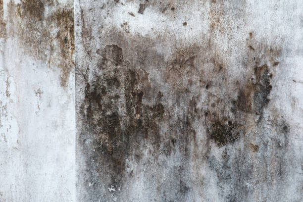 Best Mold Removal for HVAC Installations  in , MI