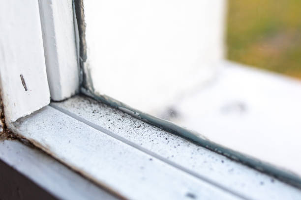 Best Crawl Space Mold Remediation  in , MI