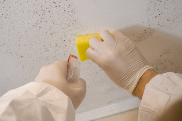 Best Attic Mold Removal  in , MI