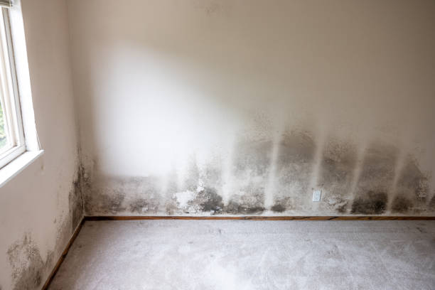 Best Mold Prevention Services  in , MI